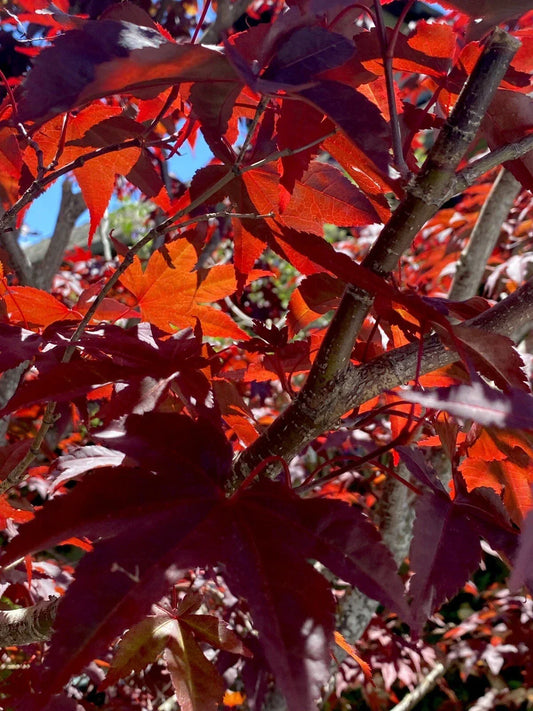 Japanese Red Maple Cuttings - Acer Palmatum Propagation Set - Six Stem for Gardening and Landscape Design