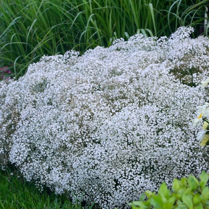 Baby's Breath Seeds - 150+ Non-GMO Gypsophila paniculata Heirloom Seed Packet for Borders, Cut Flowers & Pollinator Gardens