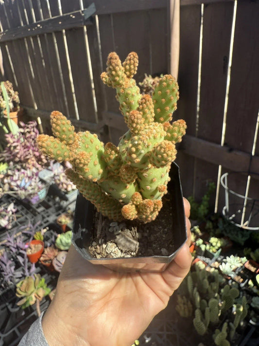 Mini Cinnamon Cactus Plant - Opuntia rufida minima - Small Succulent for Home Decor, Desert Charm, Low Maintenance, Unique Indoor Plant