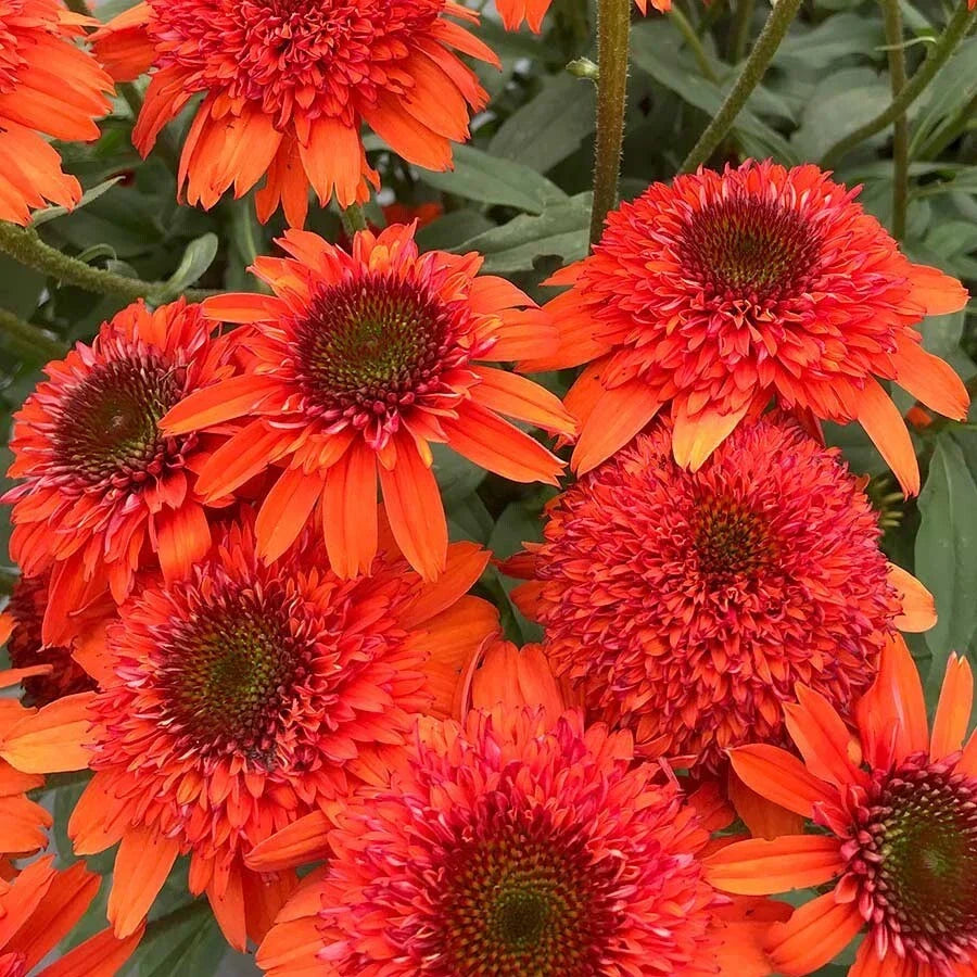 50 Moab Sunset Coneflower Seeds | Echinacea purpurea | Vibrant Orange & Yellow Blooms | Perennial Flower Seeds
