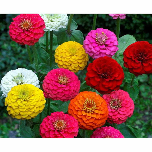 Lilliput Zinnia Seeds - 100+ Flower Seeds for Garden, Container, Border Planting - Zinnia elegans, Colorful, Compact, Pollinator-Friendly
