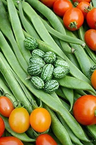 Cucamelon Seeds - 20 Pack - Mexican Sour Gherkin - Melothria scabra - Organic Heirloom - USA Grown