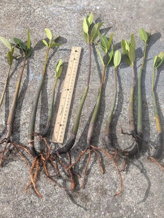 Live Red Mangrove Plants - 5 Pack, 4-12 Inch Rooted Rhizophora mangle for Aquariums, Ponds & Coastal Habitat Enhancement