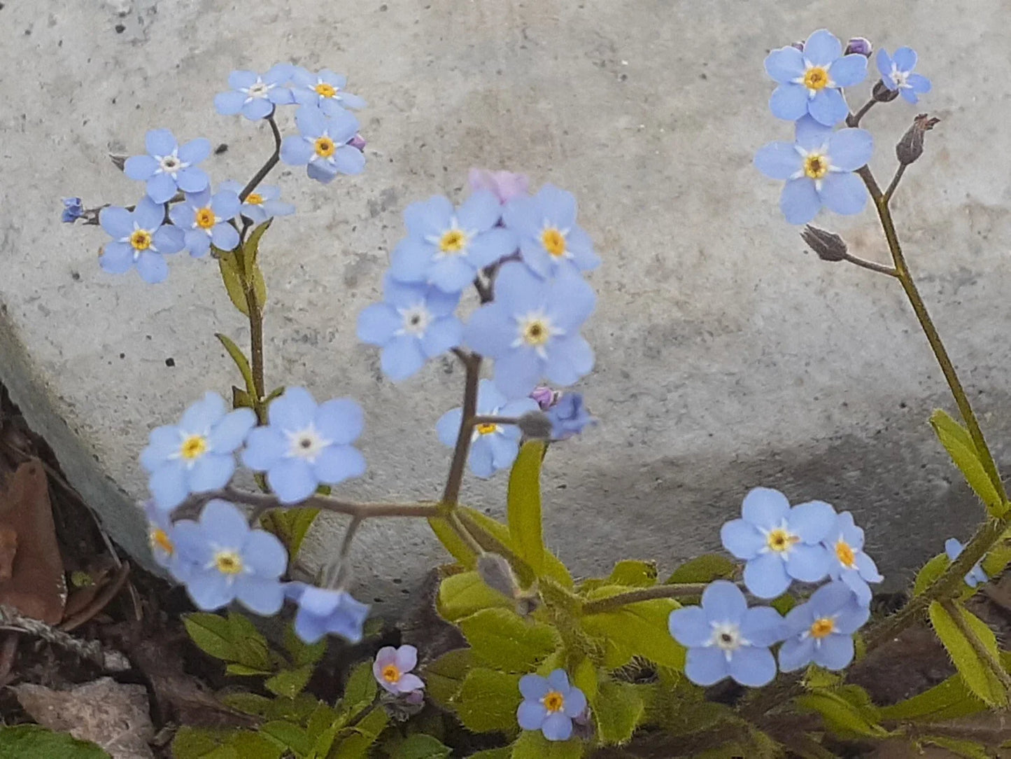 Blue Forget-Me-Not Seeds, Myosotis sylvatica, Perennial Flower, 25+ Seeds for Garden, Wildflower, Border, Container Planting