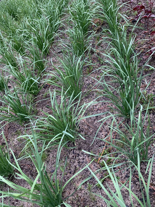 Organic Garlic Chives Bare Root Plant - 55 Live Stalks, Allium tuberosum, Herbaceous Perennial, Non-GMO, Culinary Herb
