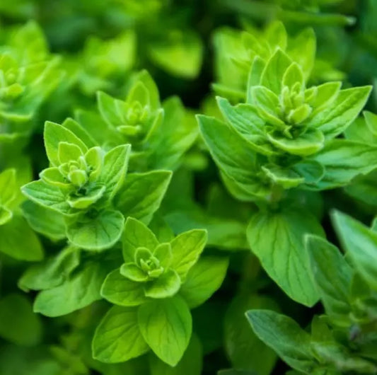 Italian Oregano Seeds - 1000 Non-GMO Culinary & Medicinal Seeds - Mediterranean Herb (Origanum vulgare subsp. hirtum)