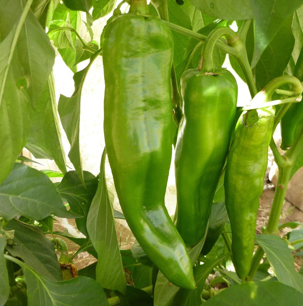 Anaheim Chile Hot Pepper Seeds – NON-GMO Capsicum annuum for Home Gardening, Culinary Use, Mild to Medium Heat, Free Shipping