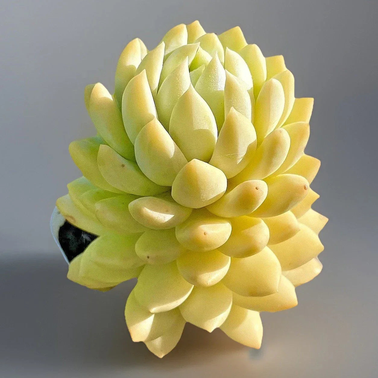 Rare Succulent Live Plant 2-Inch Sedeveria Lilac Mist Hybrid Fully Rooted Colorful Succulent Plant