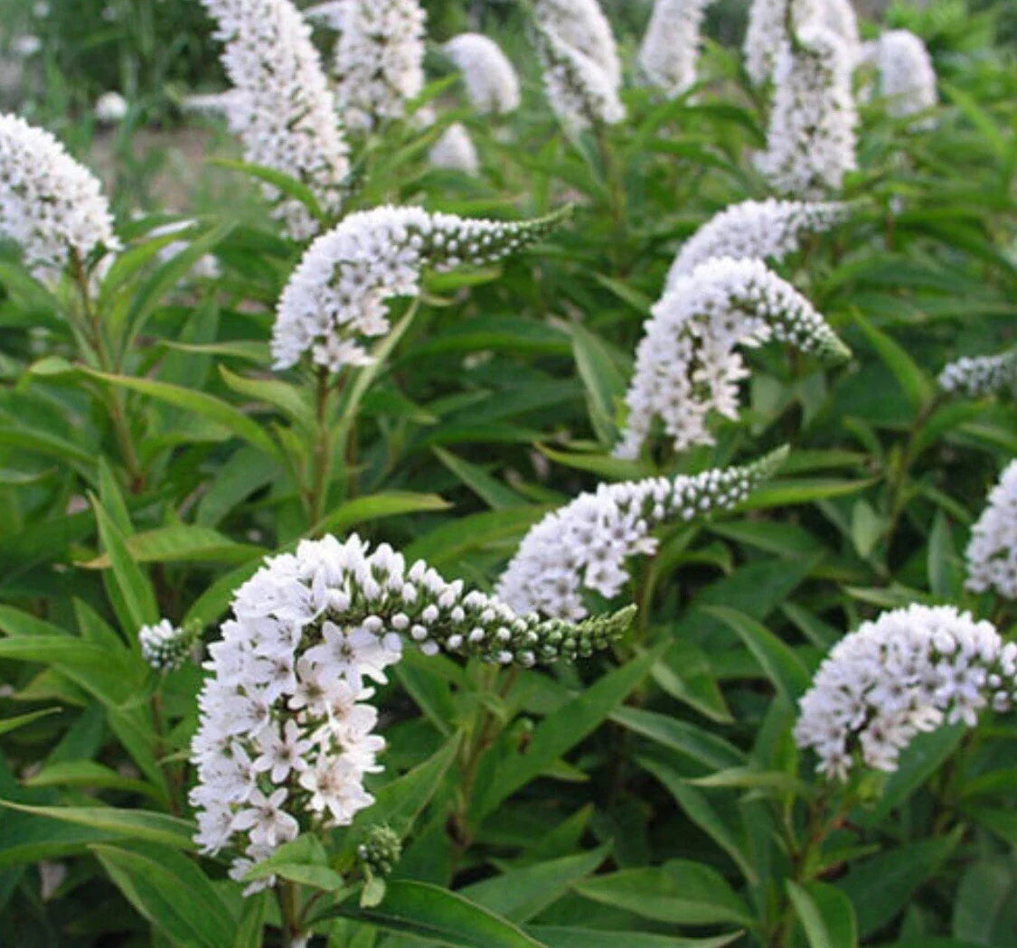 Bare Root Gooseneck Loosestrife Perennial Plant with White Flowers, Lysimachia clethroides, Garden Landscaping, 25 Plants