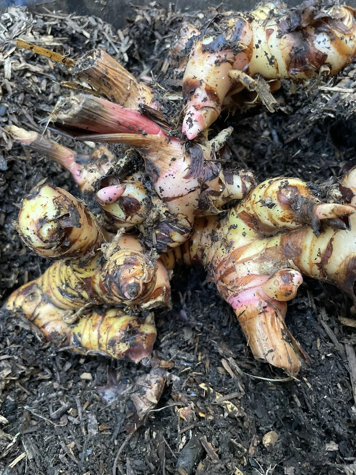Galanga Roots 1 lb for Planting - Thai Ginger Alpinia galanga - Culinary Herb, Aromatic, Fresh, Easy to Grow