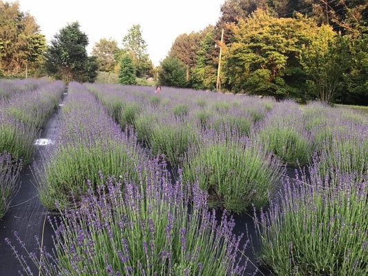 Lavender Live Plants - Well Rooted Plugs - Aromatic Herb for Gardens, Indoor, Spa - Lavandula angustifolia