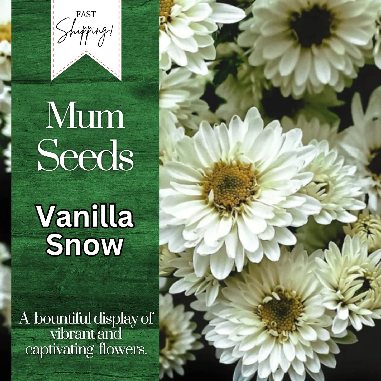 Vanilla Snow Mum Seeds | 200+ Chrysanthemum morifolium Annual White Flower Seeds for Garden, Containers, Borders
