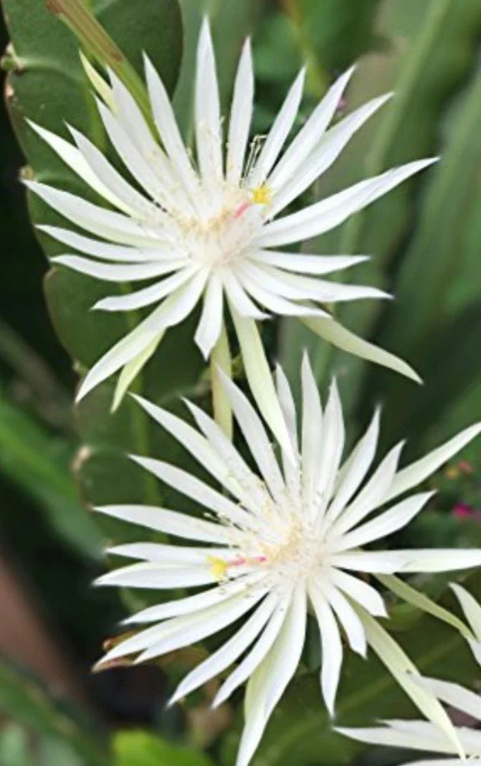 E Hookeri Epiphyllum Orchid Cactus Cuttings - 2 Fresh 6-8" Fragrant Green Plants for Propagation and Home Decor