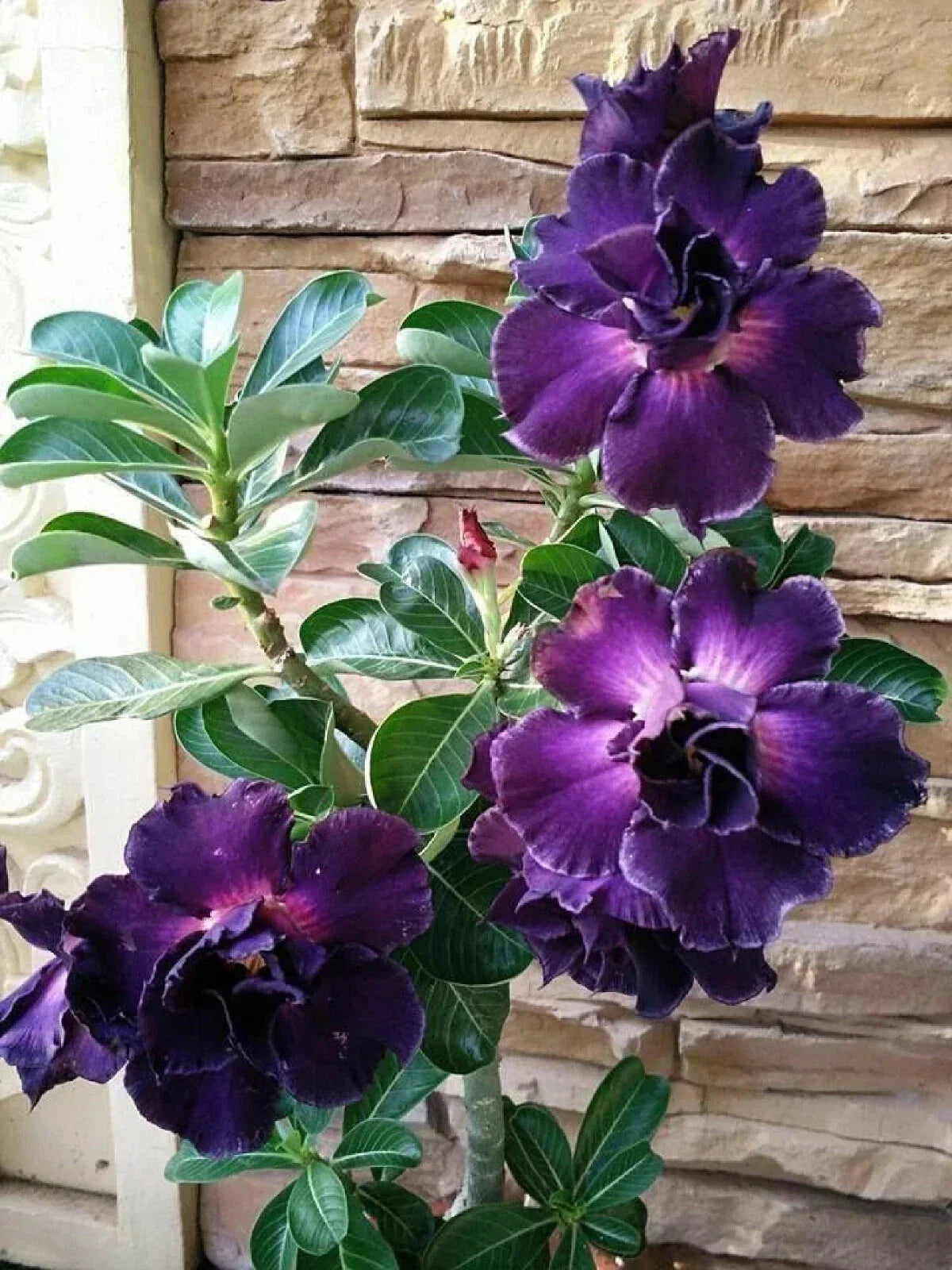 Desert Rose Plant - Small Rooted Seedling - Adenium Obesum - Drought Tolerant Succulent for Indoor Outdoor Garden
