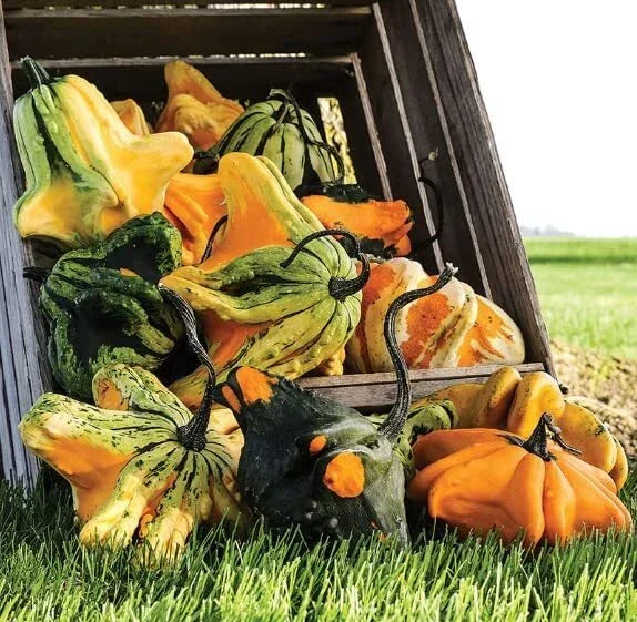 Gremlins Gourd Seeds for Planting | Unique Fall Decor Variety | Cucurbita pepo