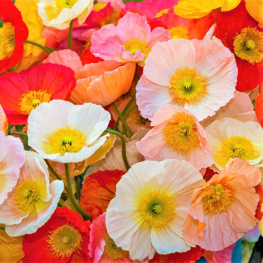 Iceland Poppy Seeds Champagne Variety | Papaver Nudicaule Flower Seeds for Borders & Gardens | 2025 Pack