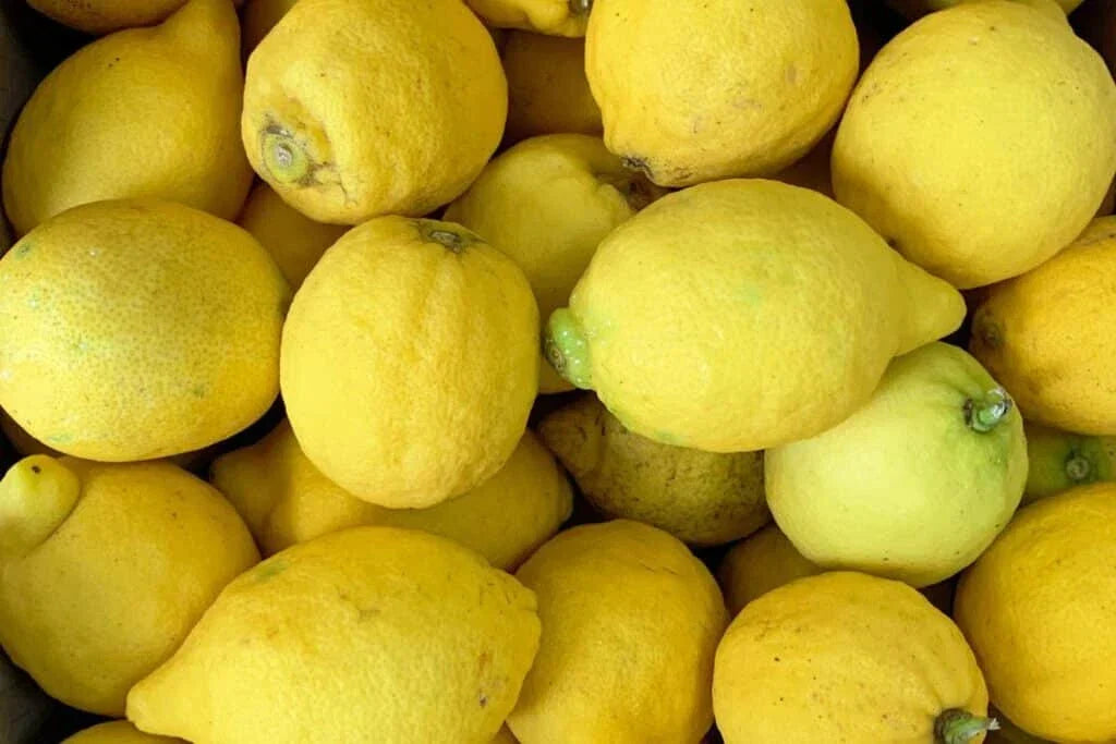 Verna Lemon Seeds Pack of 5+ | Citrus limon Fruit Tree for Home Gardening | Fast Shipping USA