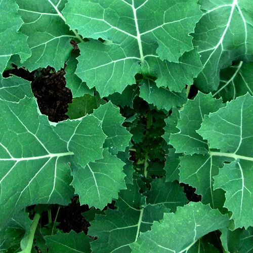 Kale Seeds - Premier (Early Hanover) Heirloom Non-GMO Brassica oleracea - Organic, Vegetable Garden, Salad Greens, 100 Seeds