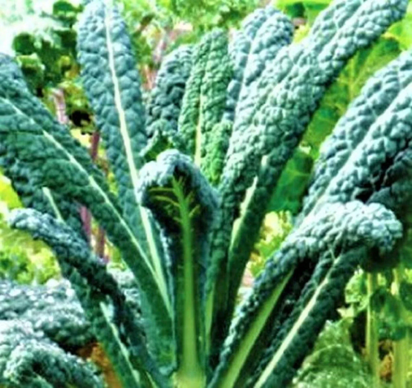 Lacinato Kale Seeds, 200+ Non-GMO Organic Vegetable Seeds, Brassica oleracea var. sabellica, Leafy Green for Gardening & Cooking
