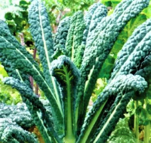 Lacinato Kale Seeds, 200+ Non-GMO Organic Vegetable Seeds, Brassica oleracea var. sabellica, Leafy Green for Gardening & Cooking