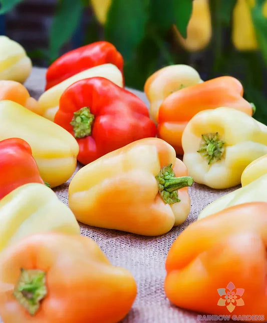Gypsy Sweet Pepper Seeds - 25+ Pack, Capsicum annuum, Non-GMO, Full Sun, Garden or Container Planting