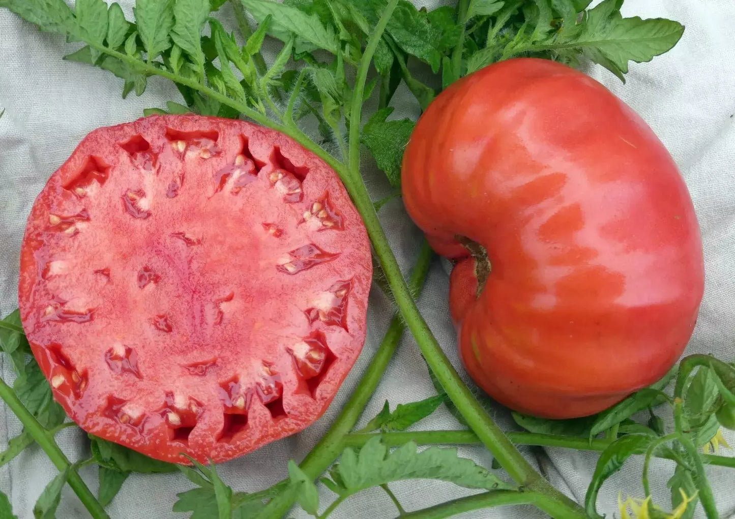 Mortgage Lifter Tomato Seeds - Heirloom Organic Non-GMO, Large Juicy Tomatoes, Solanum lycopersicum, Perfect for Home Gardening