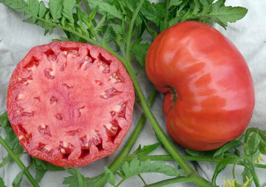 Mortgage Lifter Tomato Seeds - Heirloom Organic Non-GMO, Large Juicy Tomatoes, Solanum lycopersicum, Perfect for Home Gardening