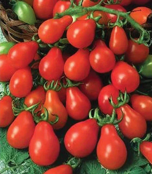 Heirloom Tomato Seeds Red Pear Variety Indeterminate Non-GMO 100 Seeds for Containers Garden Fresh Solanum lycopersicum