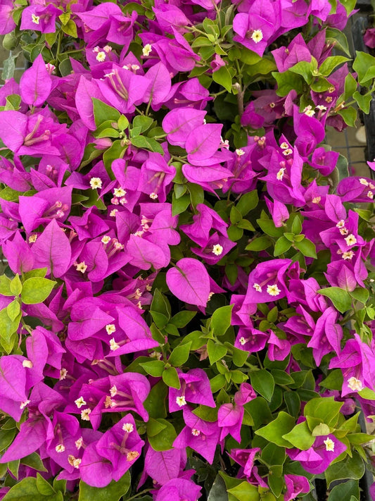 Live Bougainvillea Starter Plant - Royale Purple - Vibrant Blooms - Bougainvillea glabra - Well Rooted, USA Seller