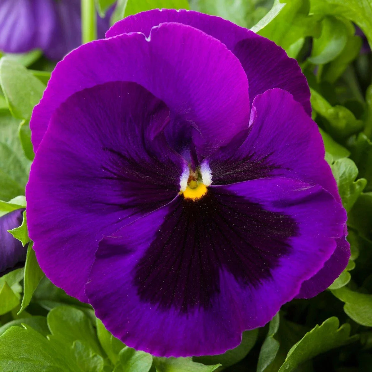 Pansy Seeds - 50 Pack Majestic Giant II Viola tricolor var. hortensis Purple Blotch Flower Seeds for Garden, Containers