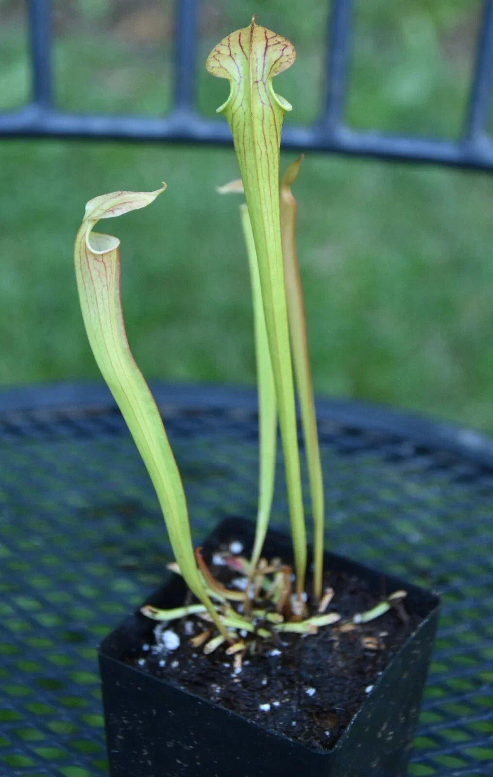 Sarracenia Seedling - Hybrid Carnivorous Pitcher Plant - Oreo x Alata x Adrian S Select - Unique Carnivorous Plant