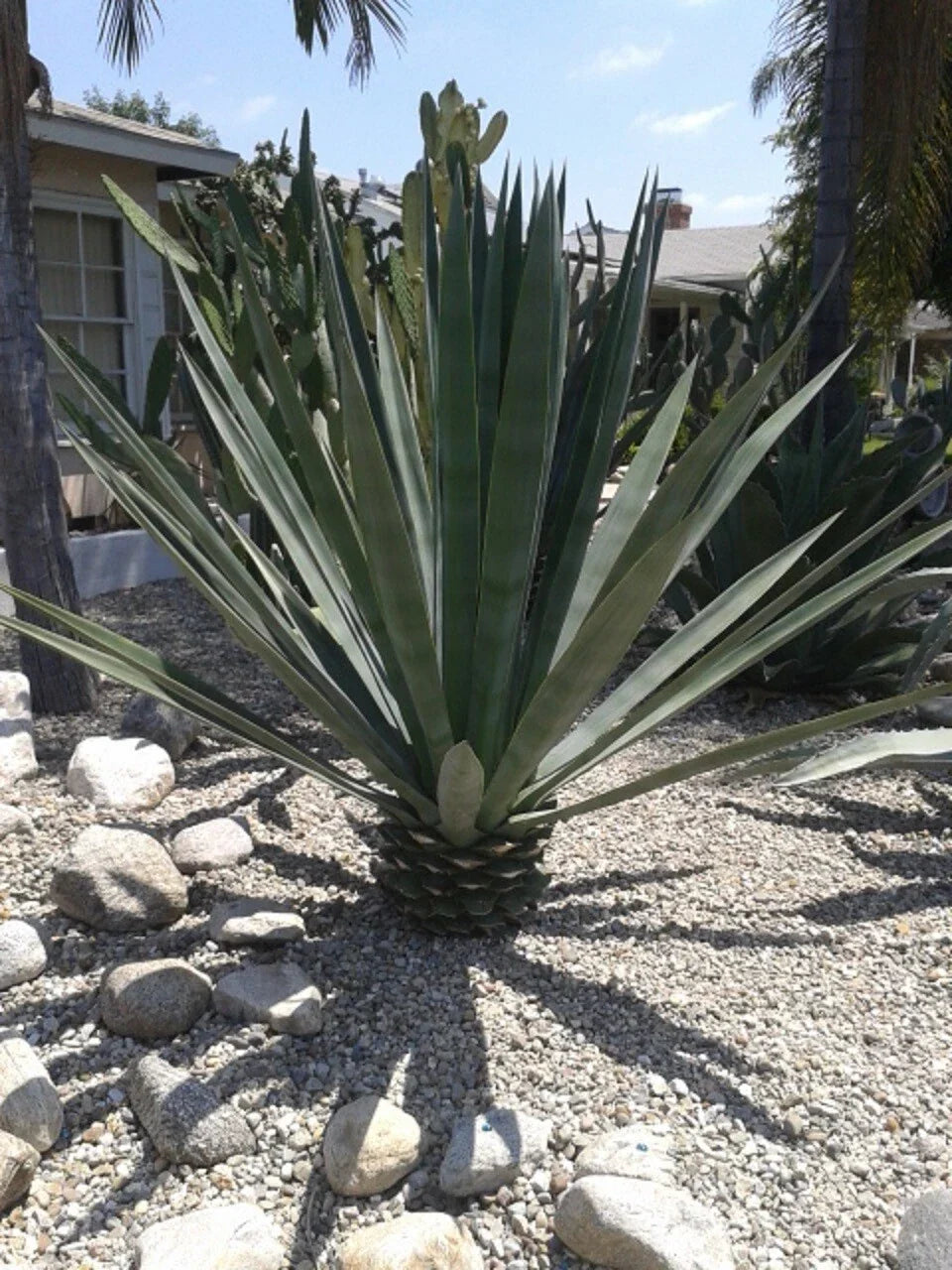 Agave Sisalana Baby Plants Set of 3 – 4-Inch Rooted Green Hybrid Agave fourcroydes for Indoor Outdoor Decor