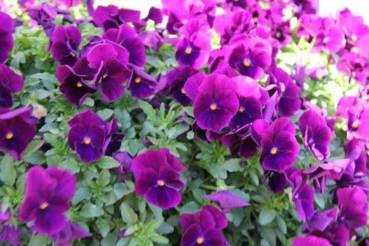 Hanging Pansy Seeds - 15 Pack Cool Wave Purple Trailing Viola × wittrockiana for Containers & Gardens