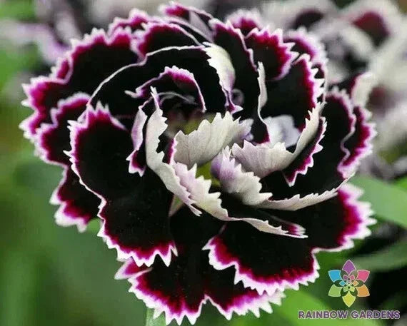 200+ Chianti Carnation Seeds Black & White Dianthus caryophyllus for Garden Beds & Borders