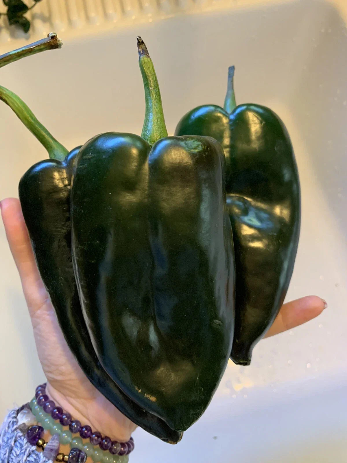 Ancho Poblano Chili Pepper Seeds - 25 Organic NON-GMO Heirloom Seeds for Salsa - Capsicum annuum, Full Sun, Easy to Grow, Gourmet Mexican Cuisine