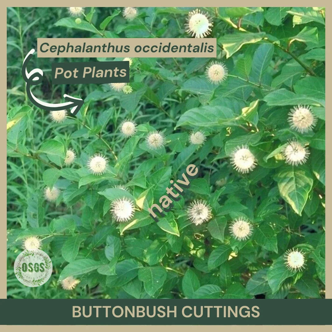 Buttonbush Cuttings 12" Fresh Cephalanthus occidentalis Native Wetland Plant for Garden, Restoration
