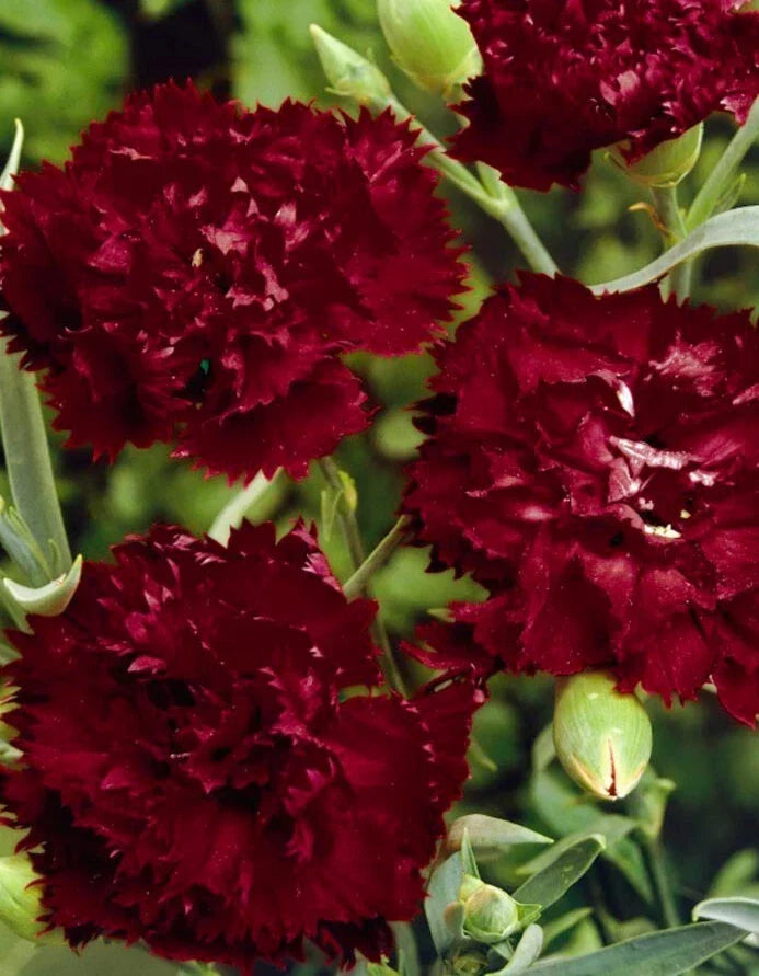 Dianthus Seeds - Grenadin 'King of Black' Perennial Pink Carnation - 25+ Seeds for Gardens, Borders, Containers