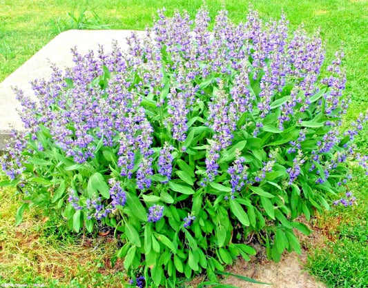 Organic Culinary Sage Seeds - Salvia officinalis Herb for Garden & Container, 200+ Seeds