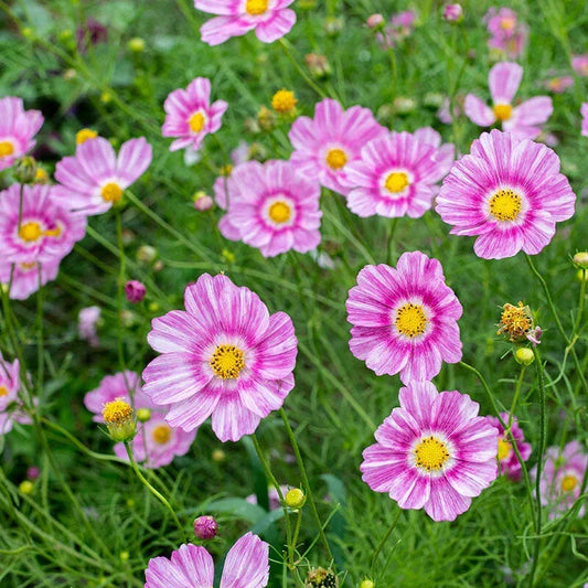 Happy Ring Cosmos Seeds Pack – Over 200 Cosmos bipinnatus Flower Seeds for Garden, Borders, and Containers, Attracting Pollinators