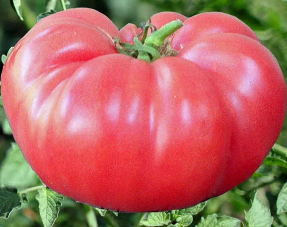 Pink Brandywine Tomato Seeds – Heirloom Indeterminate Vegetable Seeds for Garden, 100+ Solanum lycopersicum, Pink Beefsteak Tomato