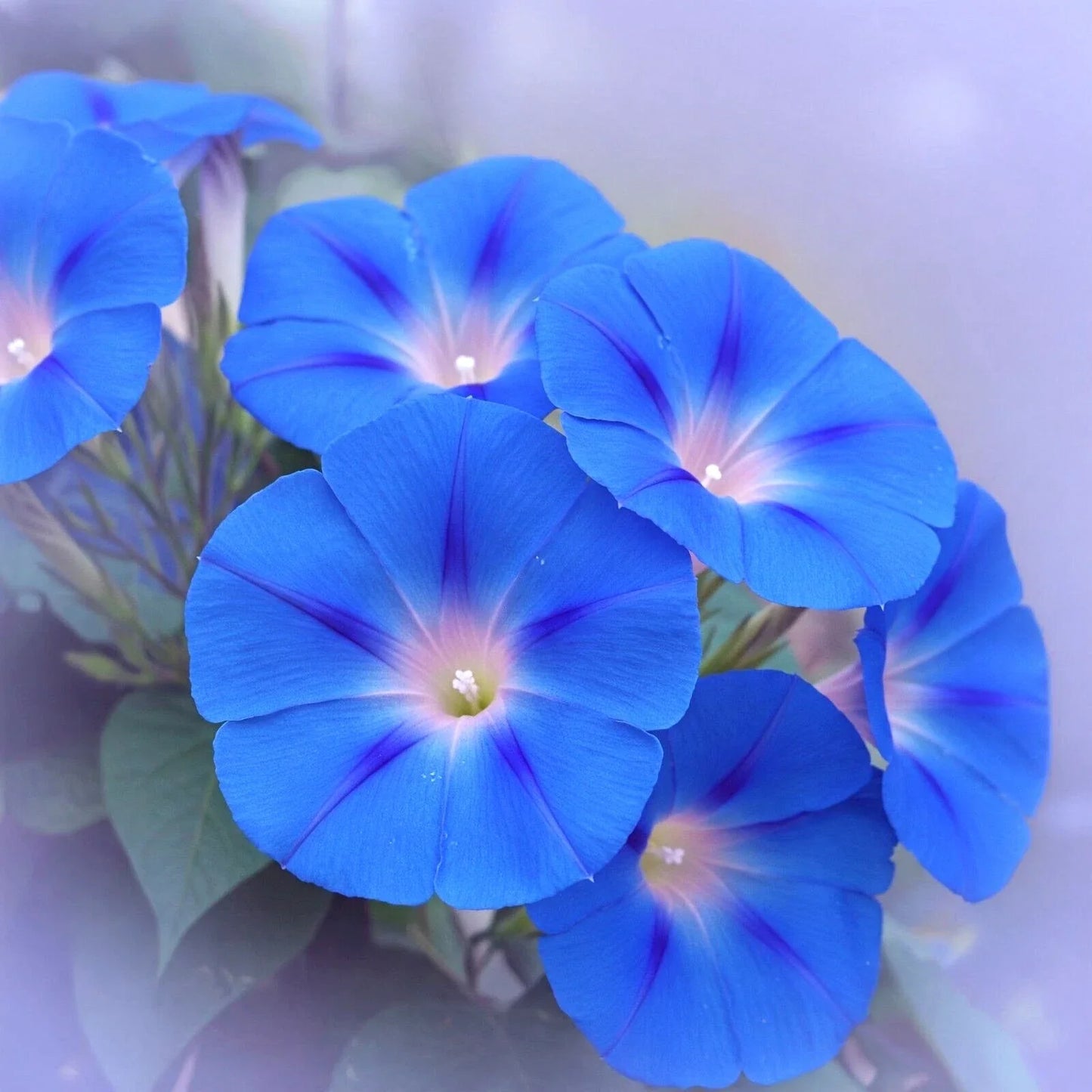 Heavenly Blue Morning Glory Seeds - 400 Count Climbing Flower for Hummingbirds - Ipomoea tricolor - Fast-Growing Annual Vine