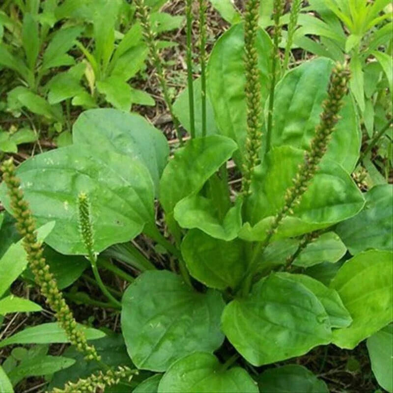 Plantago Major Bare Root Plants – 3 Live Broadleaf Plantain Perennials for Ground Cover and Medicinal Use