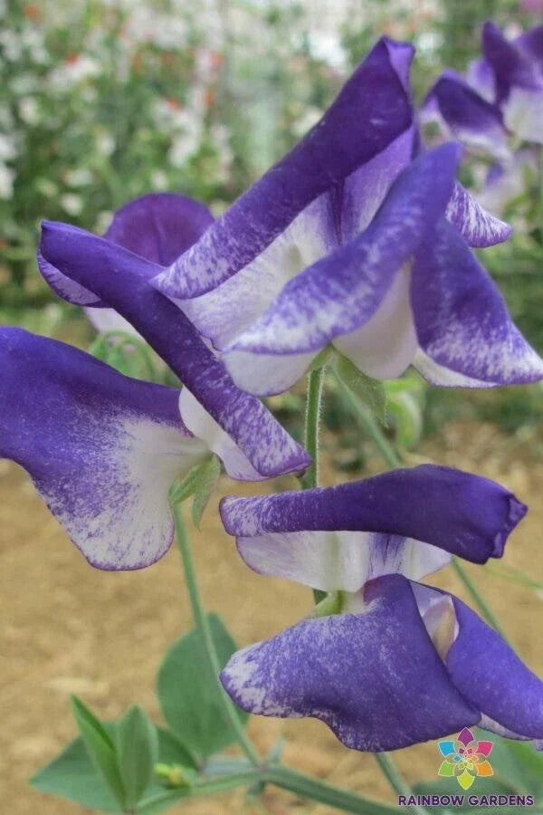 Solway Sapphire Sweet Pea Seeds – 50+ Premium Lathyrus odoratus, Semi-Dwarf Climbing Flower for Garden, Full Sun, Fragrant Blooms