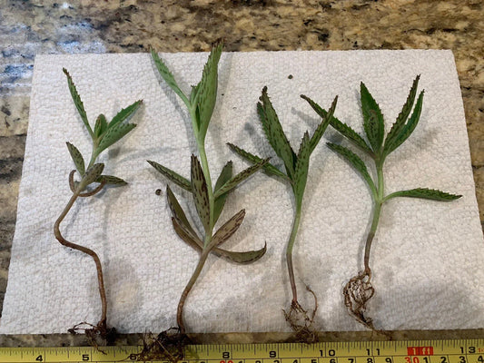 Kalanchoe Live Mother of Thousands Plants - 3-4 Inch Bare Root Succulents - Kalanchoe daigremontiana - Set of Four