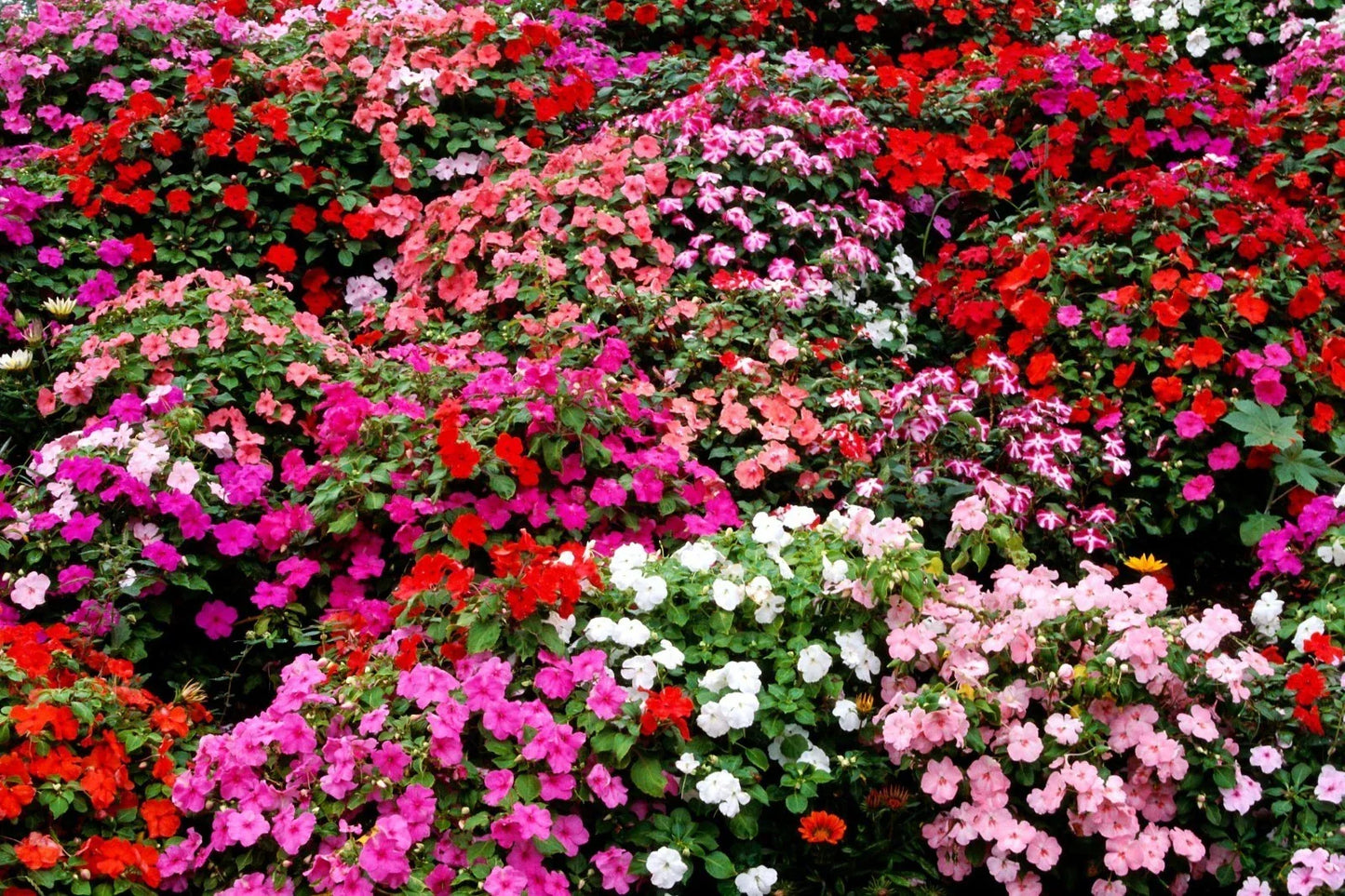 Impatiens Bush Flower Seeds - 25 Pack, Colorful Impatiens walleriana for Shade Gardens, Containers & Borders
