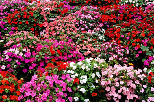 Impatiens Bush Flower Seeds - 25 Pack, Colorful Impatiens walleriana for Shade Gardens, Containers & Borders