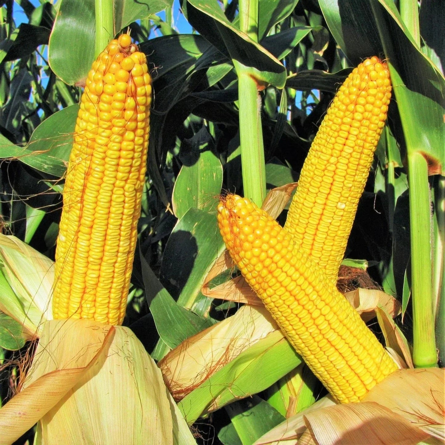 Wapsie Valley Grazing Corn Seeds - Open Pollinated Yellow Zea mays for Livestock Grazing & Farming, 100 Seeds Packet