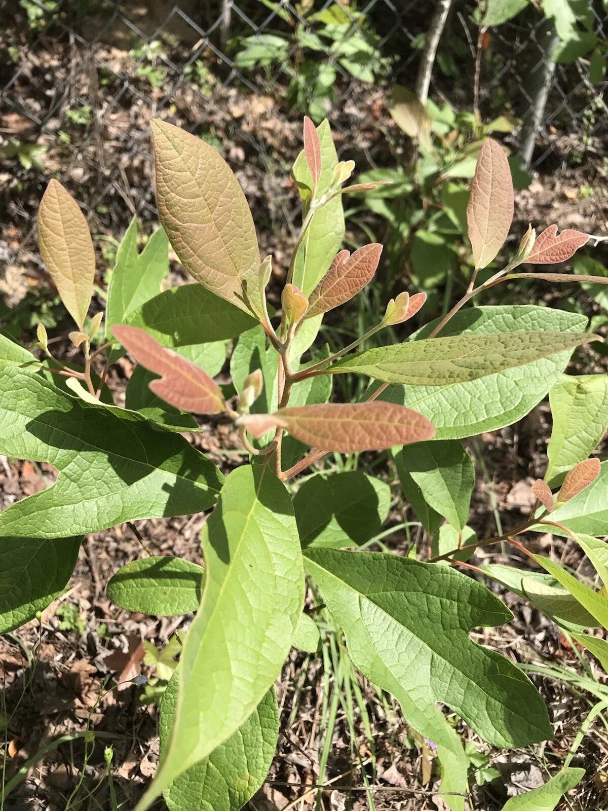 Sassafras Tree Cuttings 6-8 Inches for Propagation, Easy to Root, Sassafras albidum, Live Plant Cuttings for Gardening