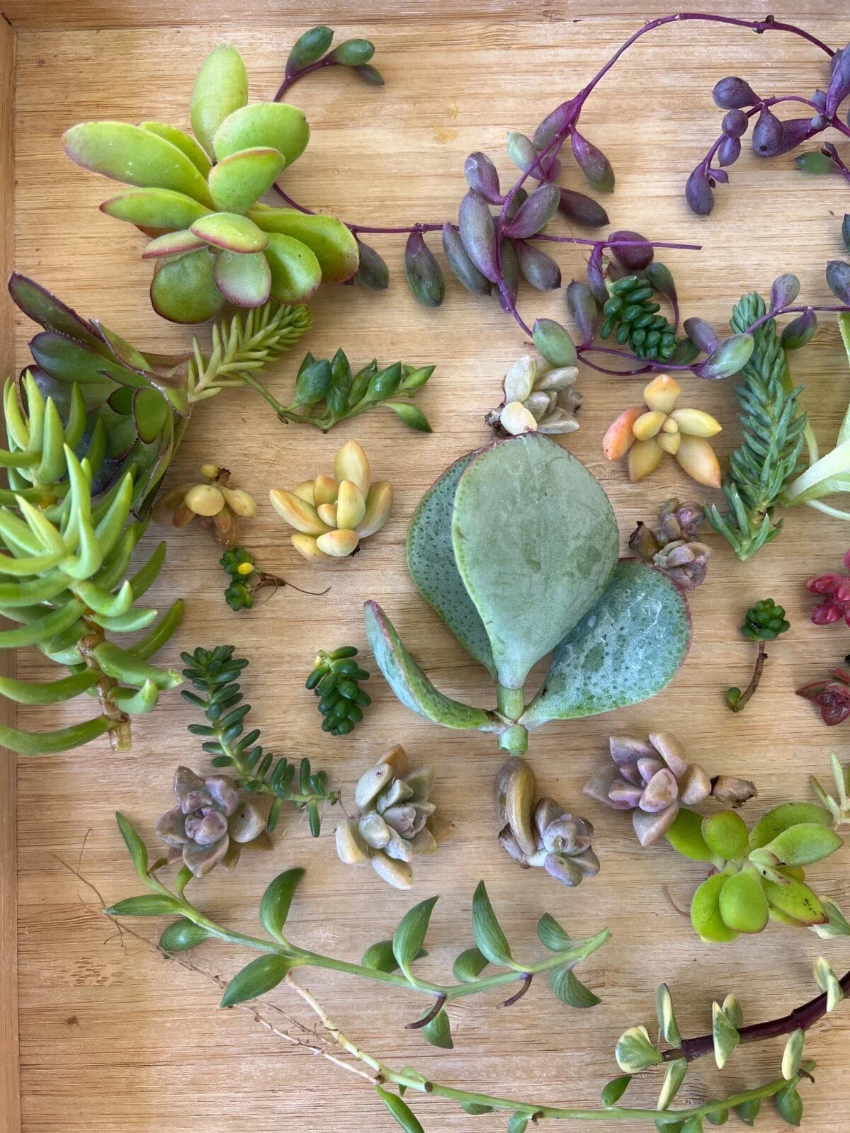 Assorted Succulent Cuttings Box – 3 Varieties of String Succulents (Ceropegia woodii, Senecio radicans, Senecio roeoesus) for Indoor & Outdoor Planting