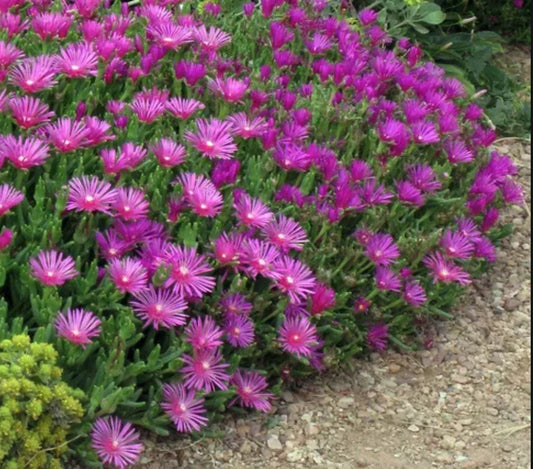 Magenta Ice Plant Cuttings - 5 Unrooted Delosperma Cooperi Ground Cover Plants for Drought-Tolerant Gardens